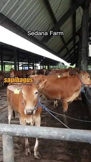 Sedana-Farm